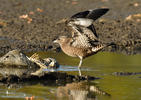 Pomarine Skua