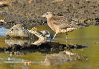 Pomarine Skua
