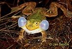 Pool Frog