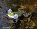 Pool Frog Kleiner Wasserfrosch