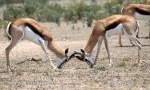 pringbok