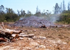Production of Charcoal in Millirem