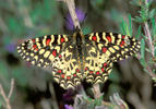 Proserpine papillon