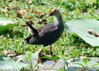 Purple Coot