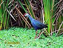 Purple Coot