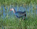 Purple Coot