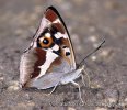 Purple Emperor