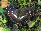 Purple Emperor