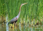 Purple Heron