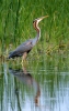 Purple Heron