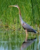 Purple Heron