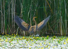 Purple Heron