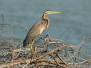 Purple Heron