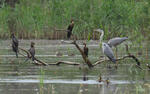 Pygmy Cormorant