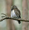 Pygmy Owl