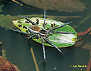 Raft Spider