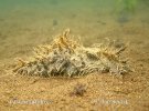 Ragged Sea Hares