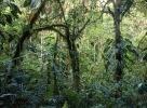 Rain forest, La Amistad