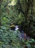 Rain forest, La Amistad