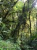Rain forest, La Amistad