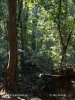 Rain forest, Soberania National park