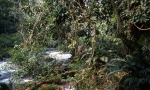 Rain forest Misol-Ha
