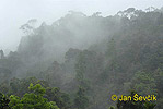 Rain forest Sinharaja