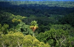 Rainforest Petén