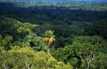 Rainforest Petén