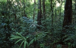 Rainforest Petén Tikal