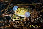 Rana lessonae