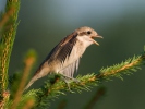 Red-backed Shrike