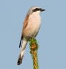 Red-backed Shrike