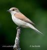 Red-backed Shrike