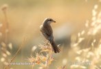 Red-backed Shrike