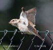 Red-backed Shrike