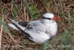 Red billed Tropicbird