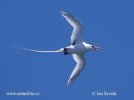 Red billed Tropicbird