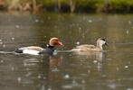 Red-crested Pochard