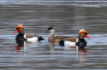 Red-crested Pochard