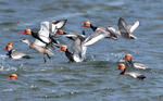 Red-crested Pochard