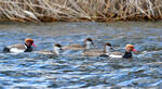 Red-crested Pochard