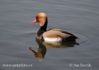 Red-crested Pochard