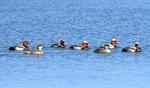 Red-crested Pochard