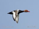 Red-crested Pochard