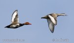 Red-crested Pochard