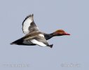 Red-crested Pochard