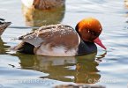 Red-crested Pochard