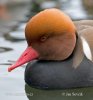 Red-crested Pochard