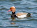 Red-crested Pochard